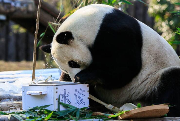 可爱极了!济南野生动物世界大熊猫吃"水饺"过冬至