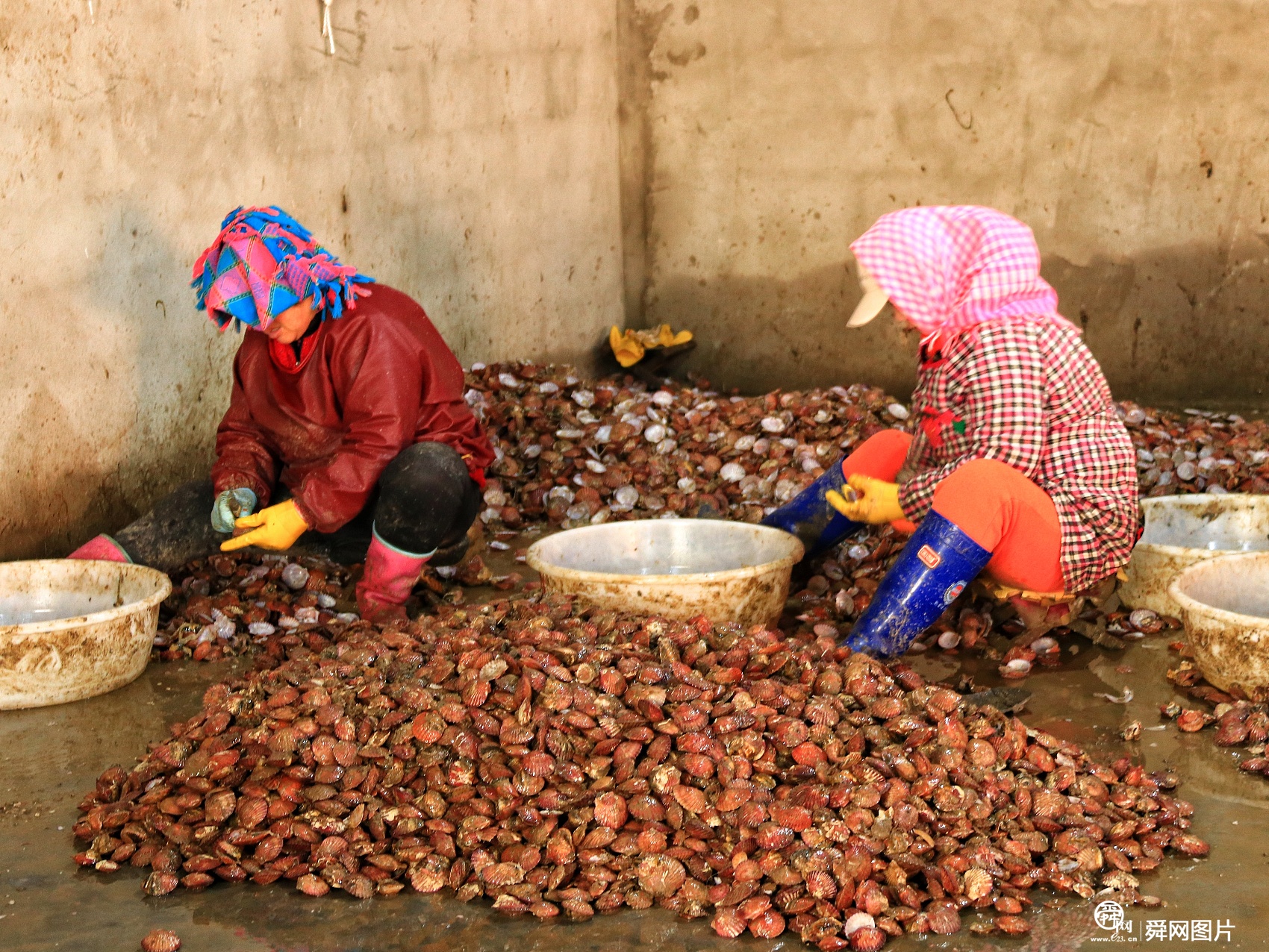 威海：扇贝收获季节到 工人港口卸货、分拣扇贝