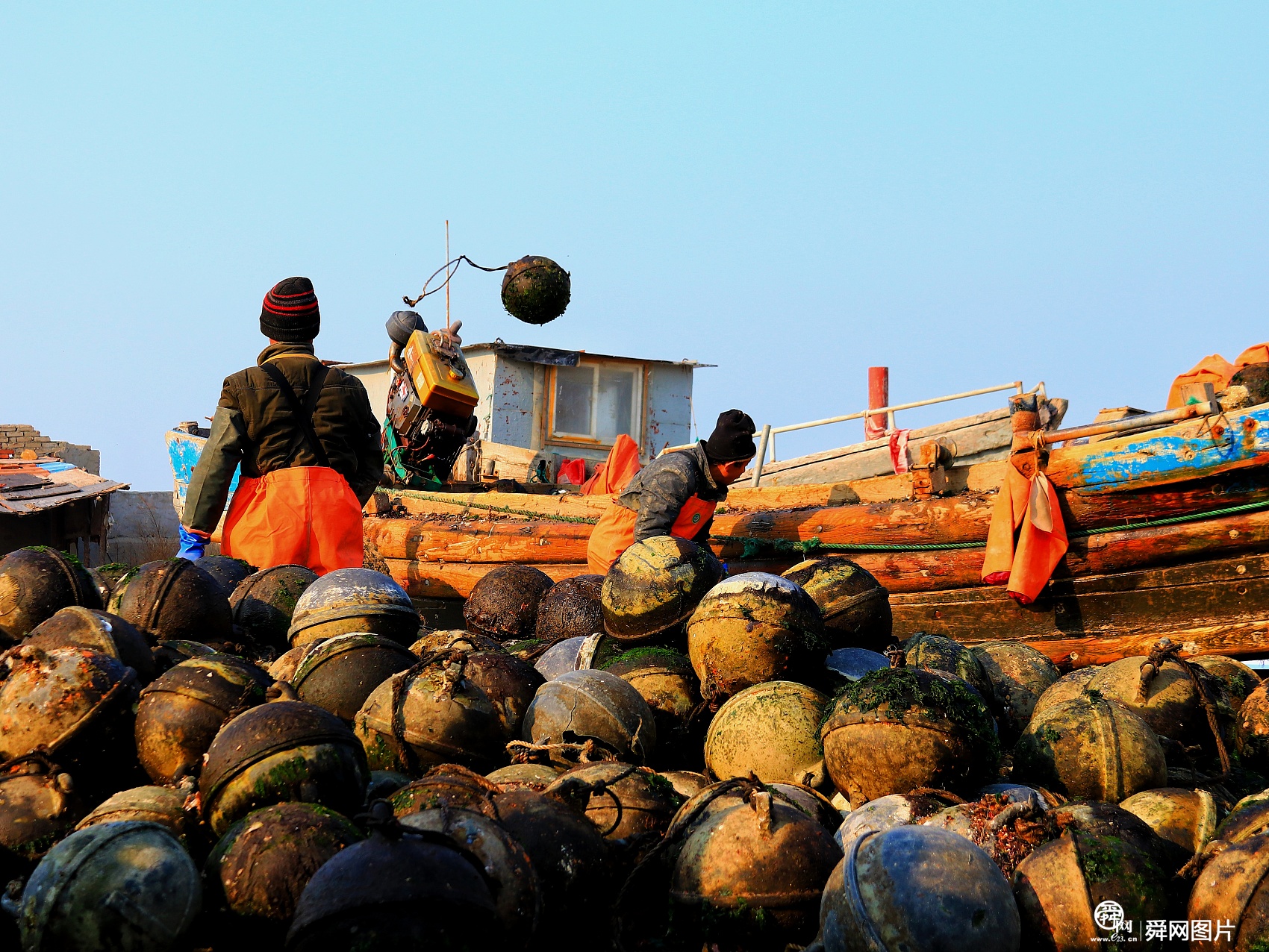 威海：扇贝收获季节到 工人港口卸货、分拣扇贝