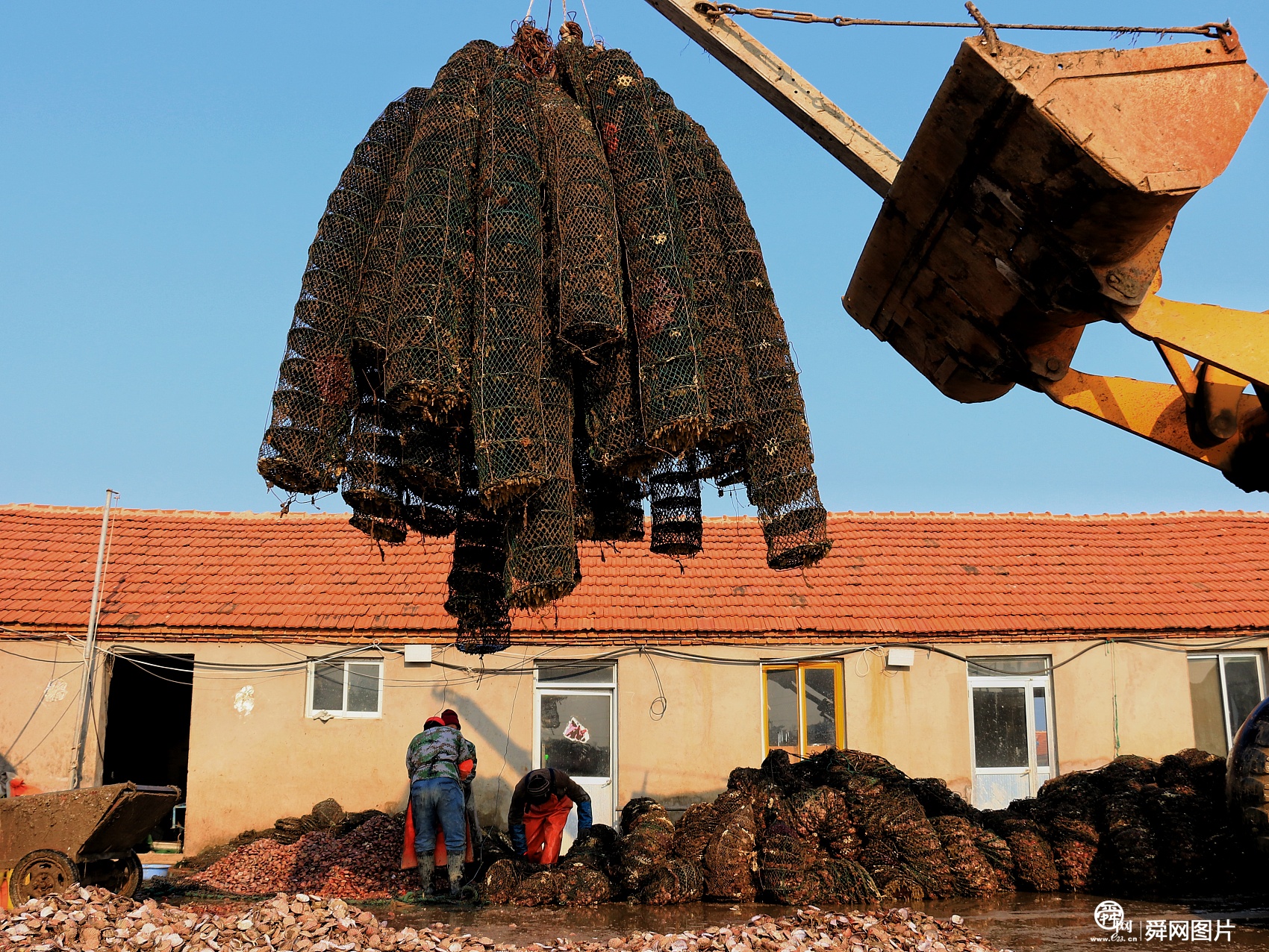威海：扇贝收获季节到 工人港口卸货、分拣扇贝
