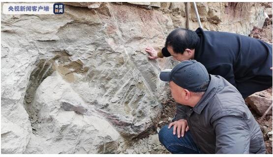 男子外出散步 发现了距今1.6亿年恐龙化石