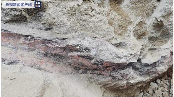 男子外出散步 发现了距今1.6亿年恐龙化石
