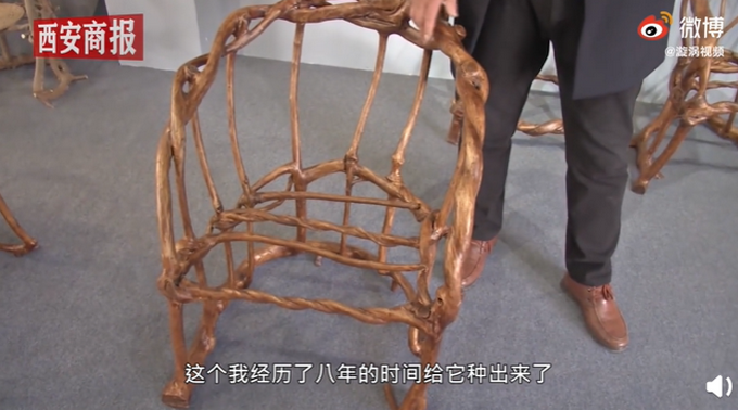 山东小伙用8年种出天然椅子 最大的梦想就是把种椅子这件事做大做强