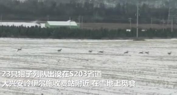可可爱爱！内蒙古23只狍子罕见列队出没被拍下