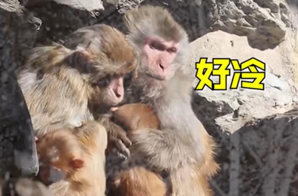 最低气温零下17℃！北京动物园猴子抱团取暖依偎在一起