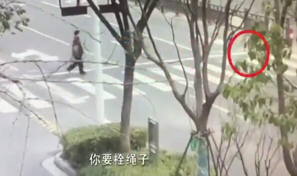 狗狗未拴绳过马路被撞死主人全责，大妈不服：狗走的是斑马线