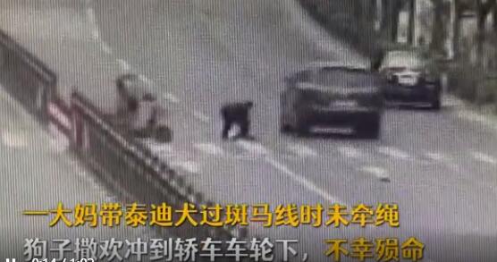 狗狗未拴绳过马路被撞死主人全责，大妈不服：狗走的是斑马线