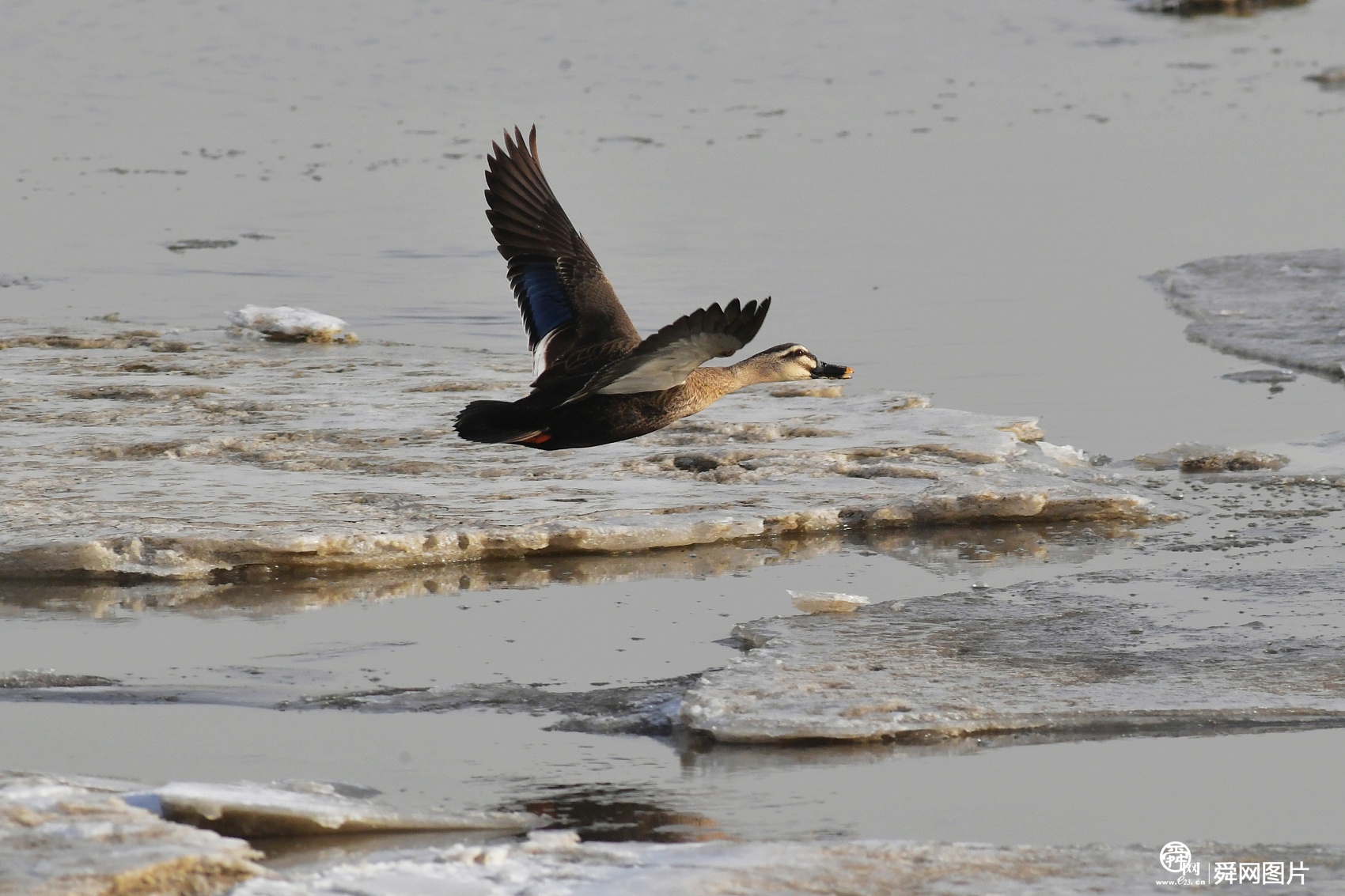 青岛：成群野鸭翱翔冰面 场面壮观