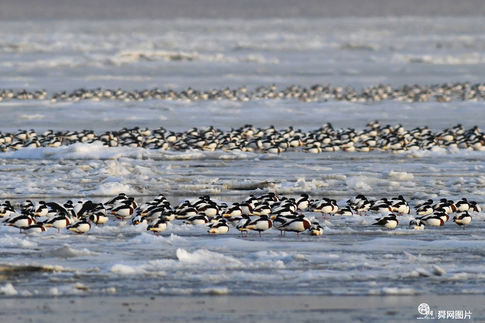 青岛：成群野鸭翱翔冰面 场面壮观