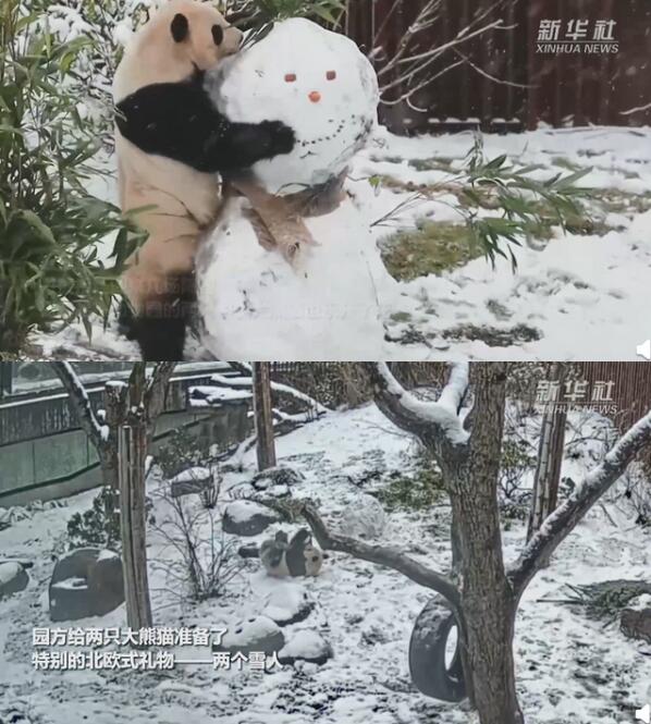 熊猫堆雪人啦！中国大熊猫在北欧玩雪，萌翻了 