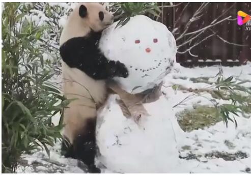 中国大熊猫在北欧玩雪 滚滚遇上大雪人