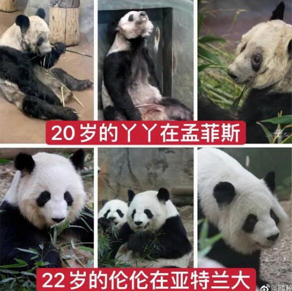 丫丫和乐乐！官方回应旅美大熊猫瘦骨嶙峋，具体说了什么？
