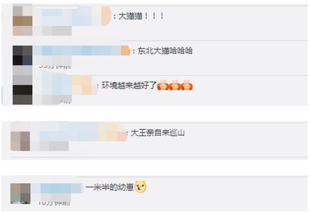 黑龙江边境发现野生东北虎脚印 体长在一米半左