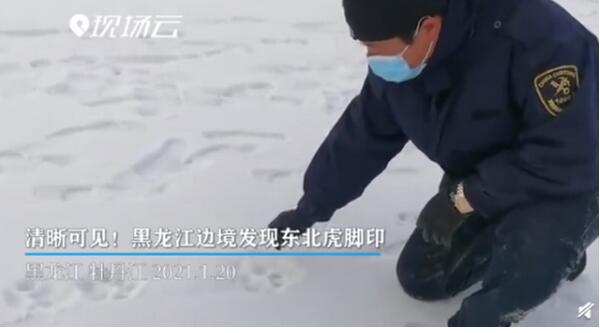 黑龙江边境发现野生东北虎脚印 体长在一米半左