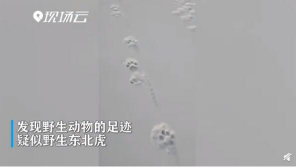黑龙江边境发现野生东北虎脚印 体长在一米半左