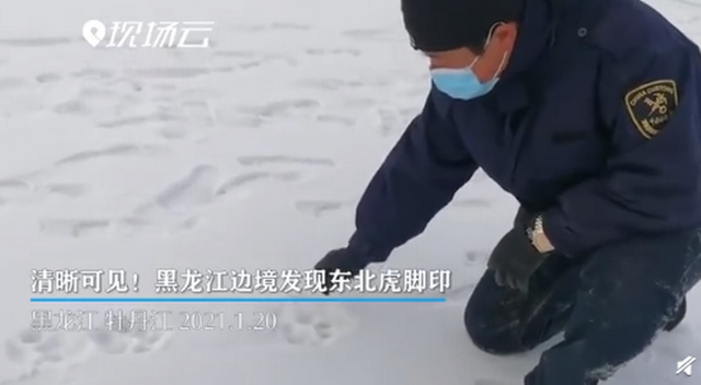 惊喜！黑龙江边境发现野生东北虎脚印 网友：大王亲自来巡山