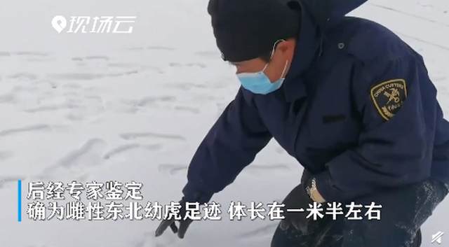 惊喜！黑龙江边境发现野生东北虎脚印 网友：大王亲自来巡山