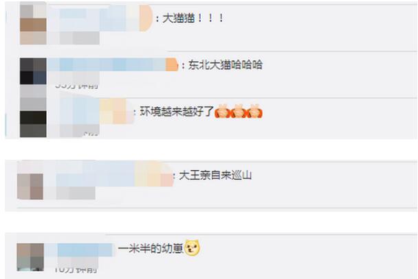 惊喜！黑龙江边境发现野生东北虎脚印 网友：大王亲自来巡山