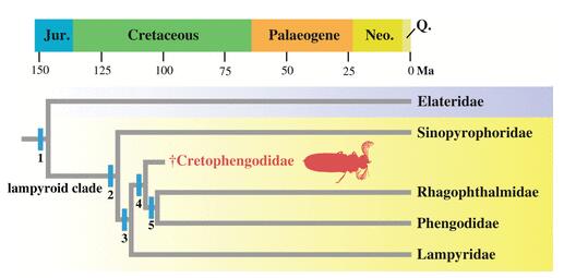 科学家发现1亿年前萤火虫祖先 腹板上具有发光器官