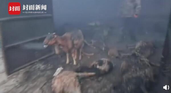 内蒙古赤峰一羊棚起火变“烤台”，上百只羊活活烧死全身乌黑，画面曝光