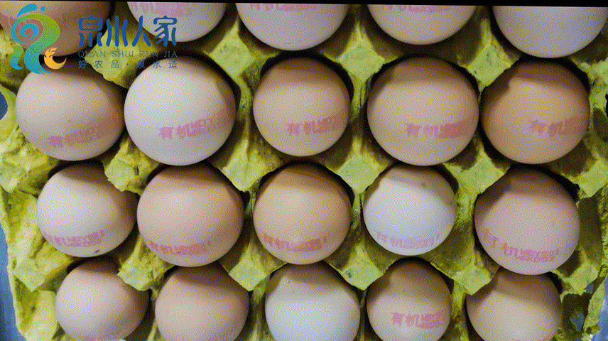 济南高达16万只鸡在“云”上生活，元宵夜或遇嫦娥