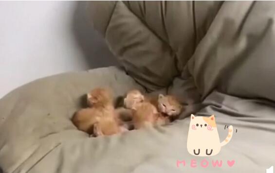 【肥橘幼崽】学生返校发现被窝多了一群小奶猫 莫名其妙成铲屎的