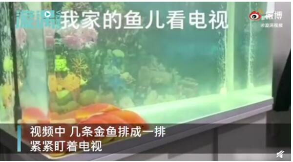 成精了!鱼排成一排看电视 网友调侃看了个寂寞