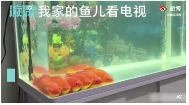 成精了!鱼排成一排看电视 网友调侃看了个寂寞