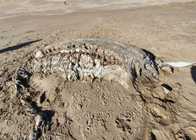 有图有真相！英国海滩现神秘海兽尸体，无头无肢重达4吨