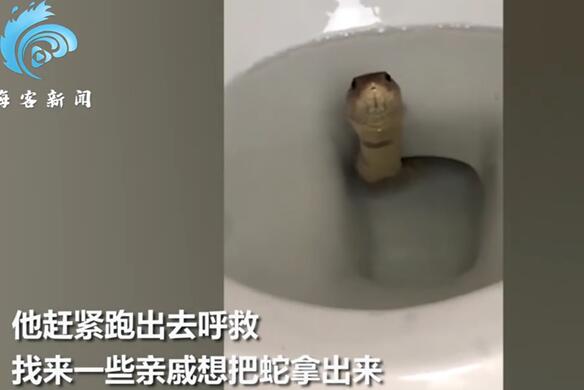 柬埔寨一男子冲厕所冲不干净，纳闷往里一看，眼镜蛇！画面太恐怖了