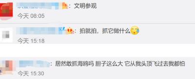 央视曝光不文明游客抓海鸥拍照，具体说了什么？