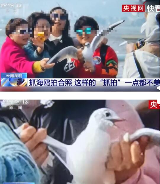 央视曝光不文明游客抓海鸥拍照，具体说了什么？