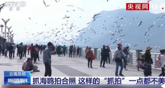 央视曝光不文明游客抓海鸥拍照，具体说了什么？