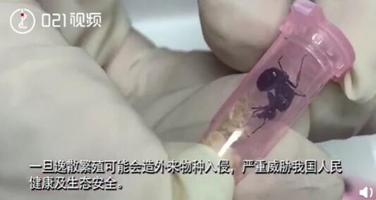 1423.8吨!货物申报品名为扇贝壳实为洋垃圾