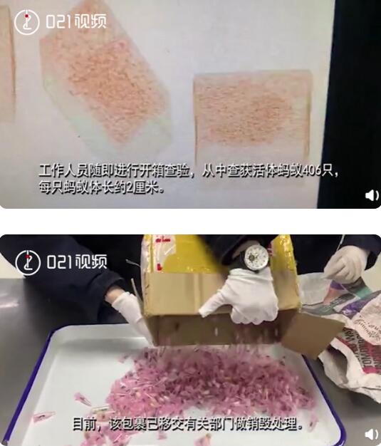 1423.8吨!货物申报品名为扇贝壳实为洋垃圾