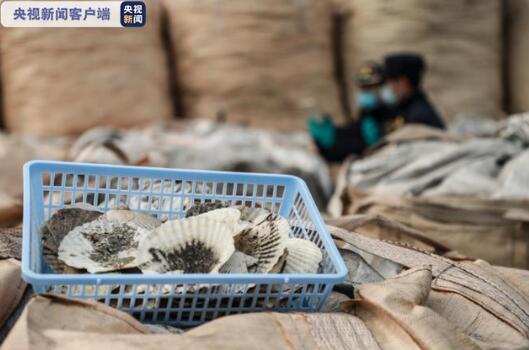 1423.8吨!货物申报品名为扇贝壳实为洋垃圾
