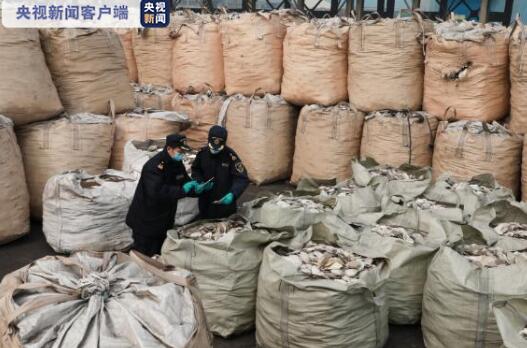 1423.8吨!货物申报品名为扇贝壳实为洋垃圾