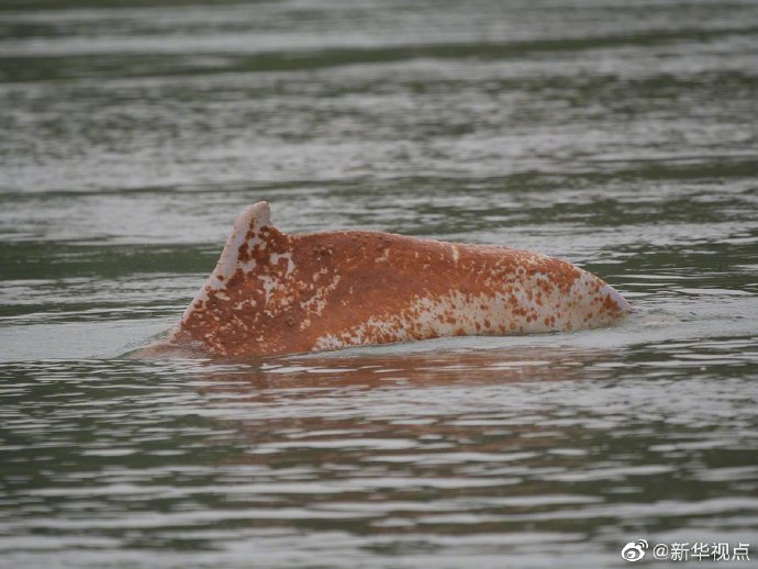 痛心！误入西江的中华白海豚尸身找到