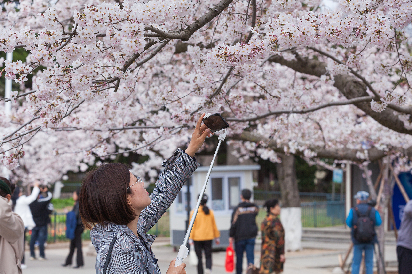 首届青岛樱花节开启 众多游客前来赏花
