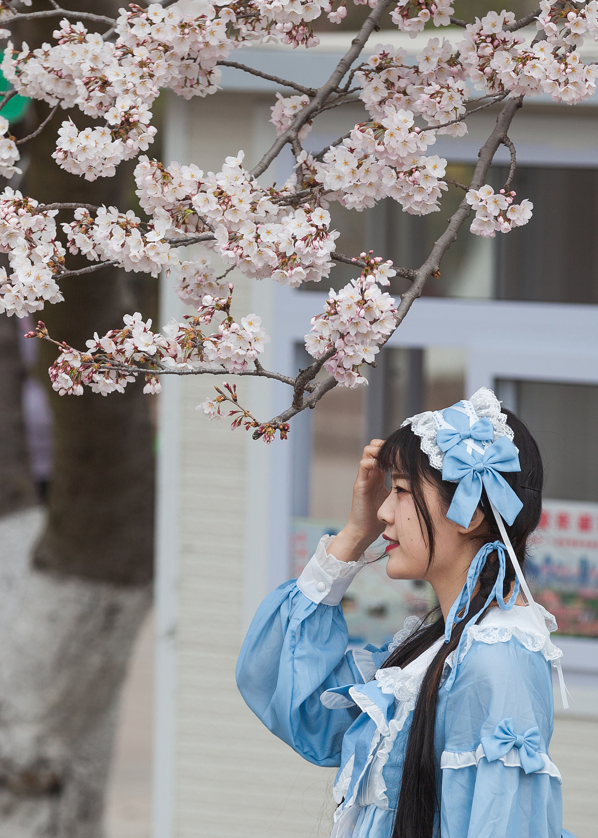 首届青岛樱花节开启 众多游客前来赏花