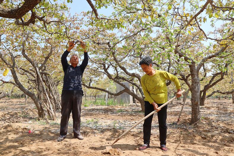 融媒·见证|老梨树看到的…赏花节游客日均2万 百年梨园带动乡村