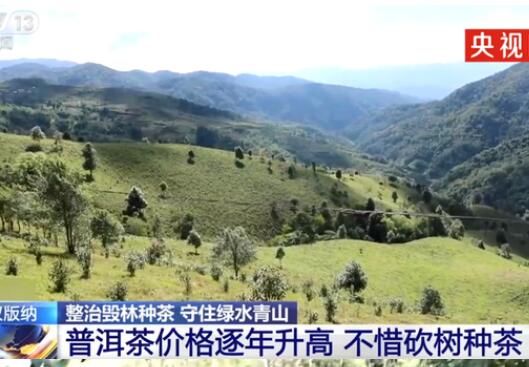 普洱茶价格逐年升高，西双版纳现大规模毁林种茶