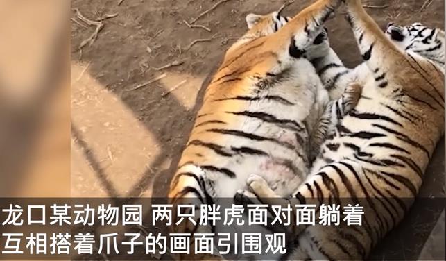 单身狗落泪！动物园胖虎面对面合掌秀恩爱，网友：撒虎粮