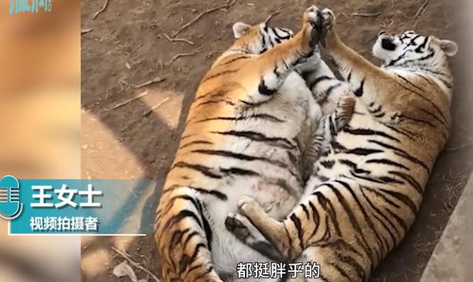 单身狗落泪！动物园胖虎面对面合掌秀恩爱，网友：撒虎粮