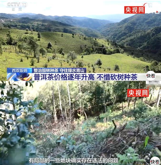 西双版纳现大规模毁林种茶，茶叶也成了“摇钱树”？