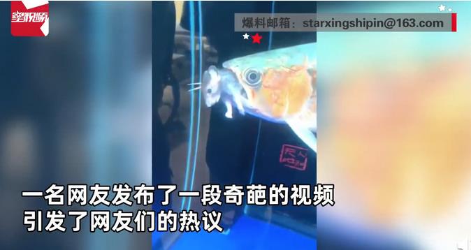 万物皆可吃！深圳一宠物鱼吃老鼠，惊呆众人！