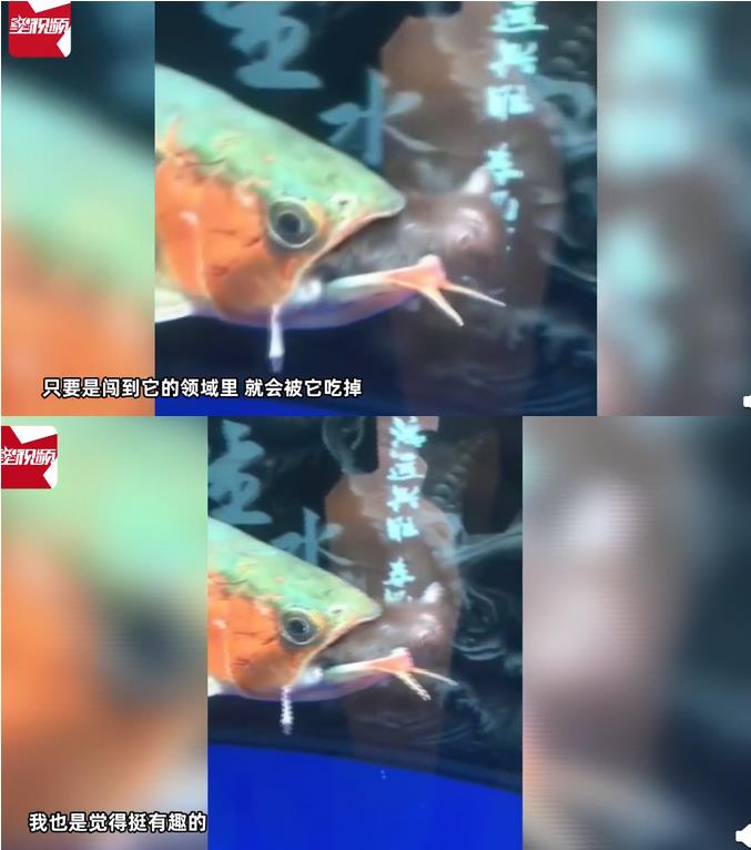 万物皆可吃！深圳一宠物鱼吃老鼠，惊呆众人！