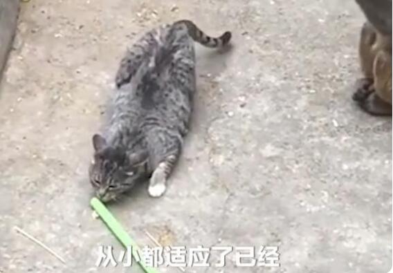 动物园回应小猫被丢进猴园遭追咬，具体说了什么？