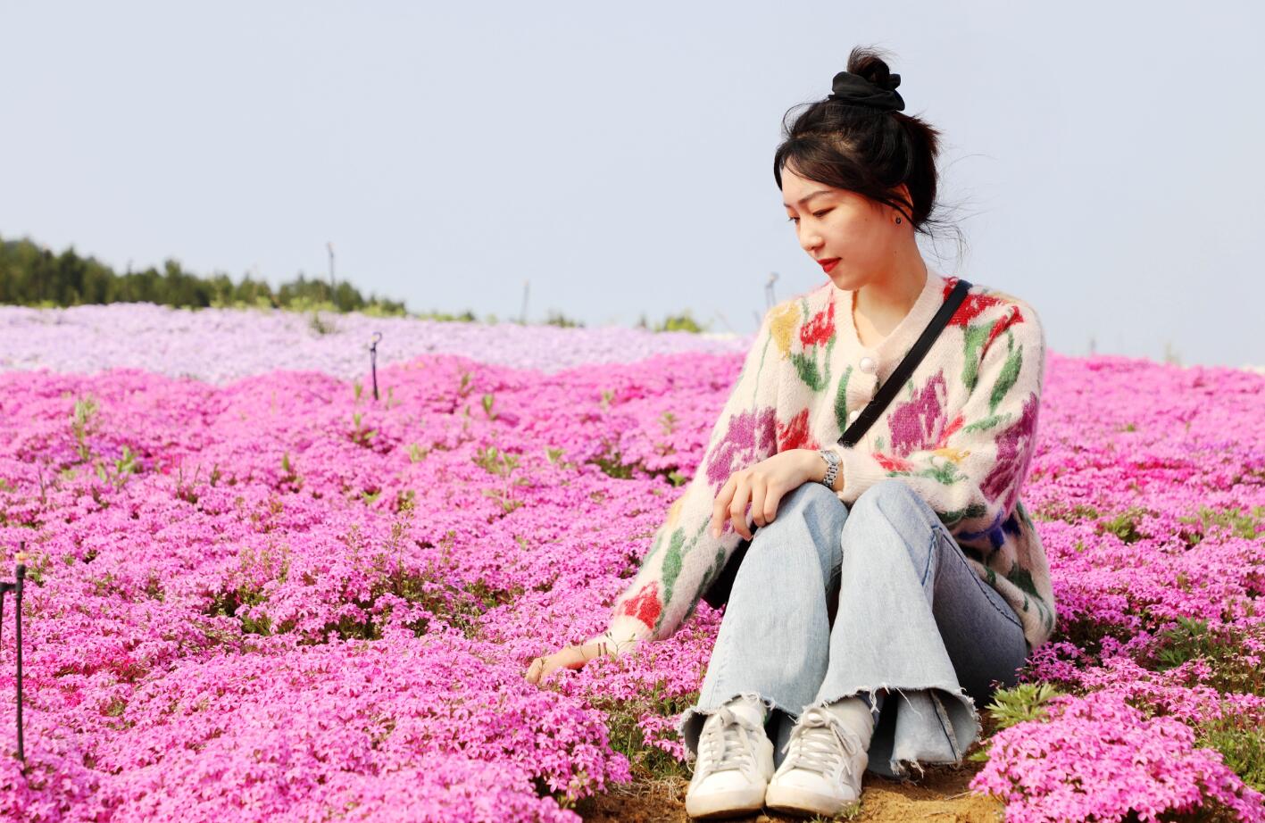 济南再添一处花海打卡地 来平阴“东方玫瑰花乡”拍大片