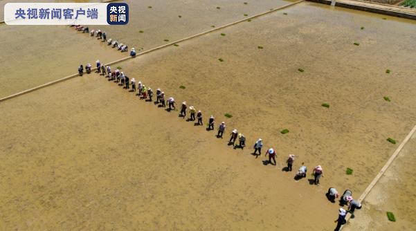 袁隆平超级杂交水稻移栽工作云南开展 冲世界纪录